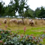 Feriehus De Moolt Eckelrade