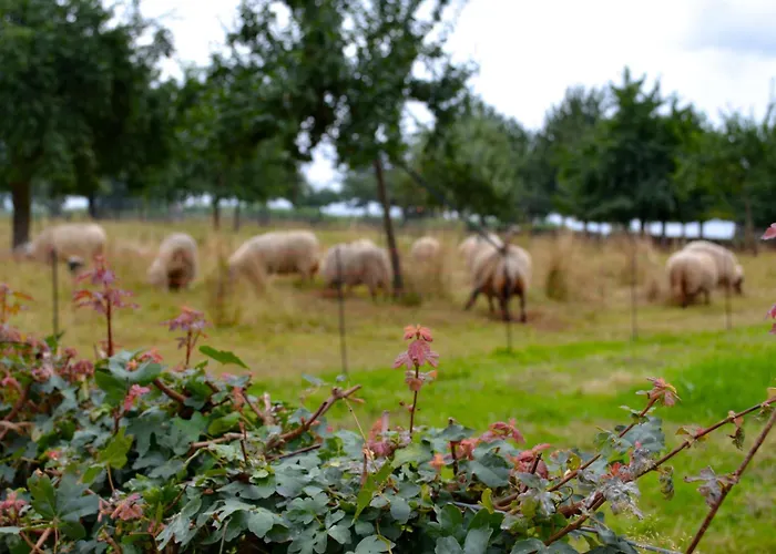 Prázdninový dům De Moolt Eckelrade